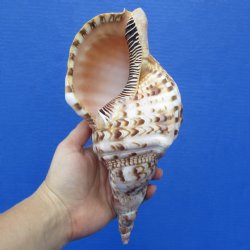 9" Caribbean/Atlantic Triton Seashell - $29