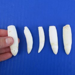 5 Alligator Teeth, 2" to 2-1/4" - <font color=red>Special Price $15</font>