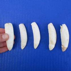 5 Alligator Teeth, 2-1/2" to 2-3/4" - <font color=red>Special Price $15</font>