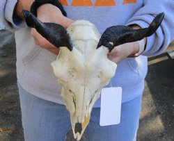 9 inch Authentic Goat skull from India with 5 inch horns for sale - $70