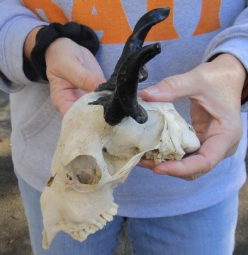 B-Grade 7 inch Goat skull from India with 5 inch horns for sale - $60