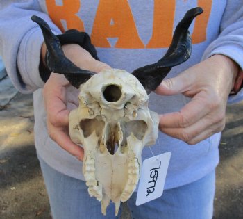 B-Grade 7 inch Goat skull from India with 5 inch horns for sale - $60