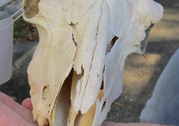 B-Grade 8 inch Goat skull from India with 5 inch horns for sale - $60