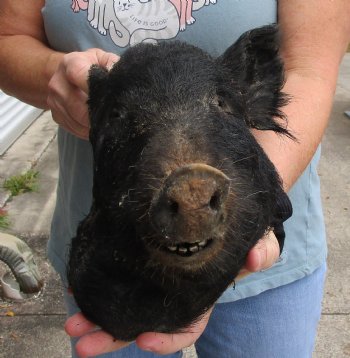 11" Preserved Georgia Wild Boar / Hog Head - $50