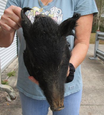 11" Preserved Georgia Wild Boar / Hog Head - $50
