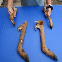 Preserved Deer Leg ...