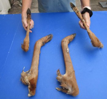 4 Extra Large Preserved Deer Legs, 17" to 20" - <font color=red>Special Price $30</font>