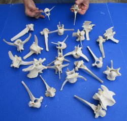 Buy 25 piece lot of Jumbo Wild Hog Vertebrae bones 3-1/2 to 6 inches for $37.50