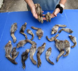 20 Preserved Raccoon Leg - <font color=red>Special Price $25</font color=red>