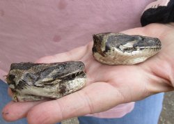 2 pc lot of Preserved Burmese Python snake heads from South Florida 2 and 2-1/2 inches long - $50/lot