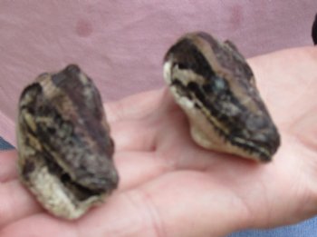 2 pc lot of Preserved Burmese Python snake heads from South Florida 2 and 2-1/2 inches long - $50/lot