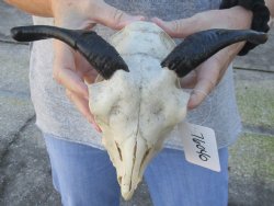 Real 7 inch B-Grade Goat skull from India with 4 and 5 inch horns - $50