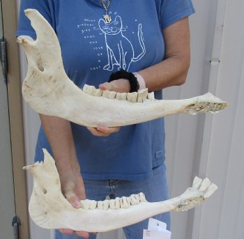 2 piece lot of Authentic Water Buffalo lower jaw/half bones 17 inches - Buy now for $25