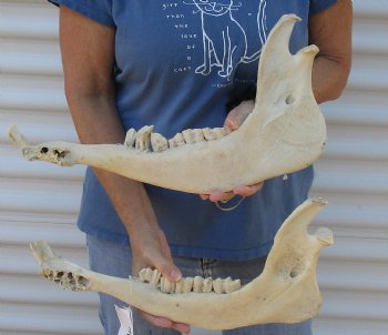 Authentic Water Buffalo lower jaw/half bones 17 inches - $25