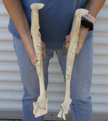 Authentic Water Buffalo lower jaw/half bones 17 inches - $25