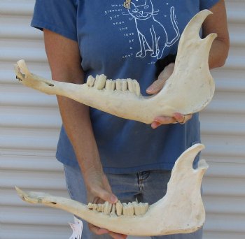 2 piece lot of Water Buffalo lower jaw/half bone 17 inches, available for purchase for $25