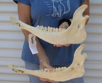 2 piece lot of Water Buffalo lower jaw/half bone 17 inches, available for purchase for $25