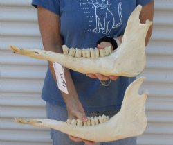 Authentic Water Buffalo lower jaw/half bones 17-18 inches - $25