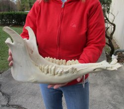 18 inch Authentic Water Buffalo Lower Jaw Bone - Buy now for $25