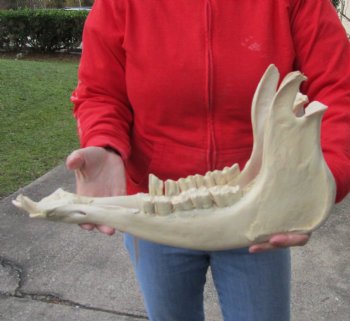 Real Water Buffalo Lower Jaw Bone measuring 18 inches - Available to buy now for $25