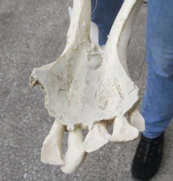 Real Water Buffalo Lower Jaw Bone measuring 18 inches - Available to buy now for $25