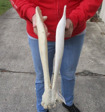 Real Water Buffalo Lower Jaw Bone measuring 17 inches - Available to buy now for $25