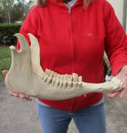 Authentic 17 inch Water Buffalo Lower Jaw Bone - Buy now for $25