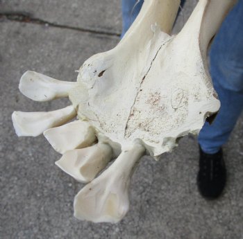 Real Water Buffalo Lower Jaw Bone measuring 19 inches - Available to buy now for $25