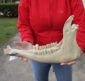 Real Water Buffalo Lower Jaw Bone measuring 17 inches - Available to buy now for $25