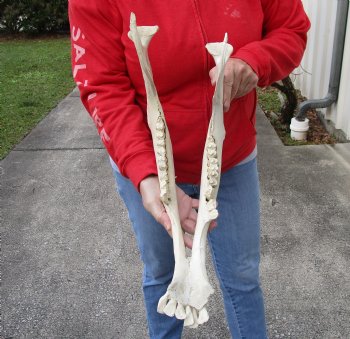 Real Water Buffalo Lower Jaw Bone measuring 19 inches - Available to buy now for $25