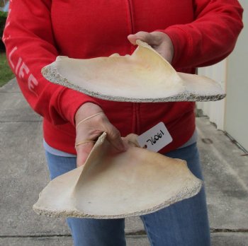 2 piece lot of Real Water Buffalo Shoulder Blade Bones measuring 14 & 15 inches - Buy now for $24