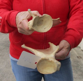 2 piece lot of Real Water Buffalo Shoulder Blade Bones measuring 14 & 15 inches - Buy now for $24