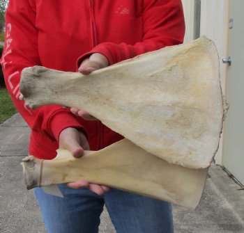 2 piece lot of Real Water Buffalo Shoulder Blade Bones measuring 14 inches - Buy now for $24