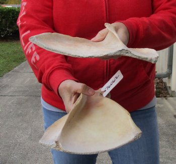 2 piece lot of Real Water Buffalo Shoulder Blade Bones measuring 14 inches - Buy now for $24