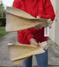 2 piece lot of Authentic Water Buffalo Shoulder Blade Bones measuring 13 & 14 inches - Buy now for $24