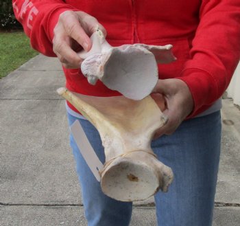 Buy this Authentic 2 piece lot of Water Buffalo Shoulder Blade Bones measuring 16 inches - $24