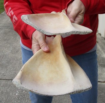 Buy this Authentic 2 piece lot of Water Buffalo Shoulder Blade Bones measuring 13 and 14 inches - $24