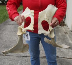 Authentic 2 piece lot of Water Buffalo Hip Bones-Half 18 & 20 inches - <font color=red>Special Price </font> $20