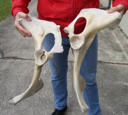 2 piece lot of real Water Buffalo hip bones-half 19 & 17 inches - Buy now for $27