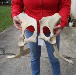 Authentic 2 piece lot of Water Buffalo Hip Bones-Half 18 inches - $27