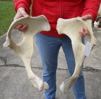 Authentic 2 piece lot of Water Buffalo Hip Bones-Half 18 inches - $27
