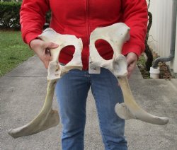 2 piece lot of Authentic Water Buffalo hip bones-half 18 inches - Buy now for <font color=red>Special Price </font> $20