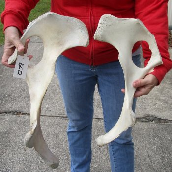 2 piece lot of Authentic Water Buffalo hip bones-half 16 & 19 inches - Buy now for $27