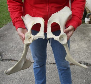 2 piece lot of real Water Buffalo hip bones-half 17 & 18 inches - Buy now for $27