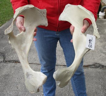 2 piece lot of real Water Buffalo hip bones-half 17 & 18 inches - Buy now for $27