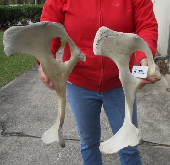 Authentic 2 piece lot of Water Buffalo Hip Bones-Half 17 & 18 inches - $27