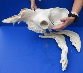 19" C-Grade Camel Skull with BROKEN lower jaw - For Sale for $70