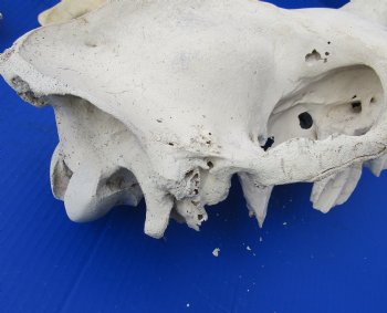 18" C-Grade Camel Skull with BROKEN lower jaw - For Sale for $70
