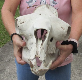 18" C-Grade Camel Skull with lower jaw - Available now for $120