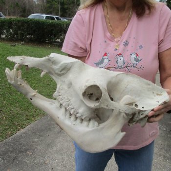 18" C-Grade Camel Skull with lower jaw - Available now for $120